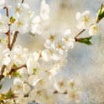 Apple Blossom