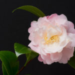 Camellia japonica Nina Avery