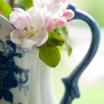 Apple Blossoms