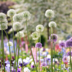 Allium Gladiator and Allium Mount Everest
