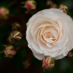Rosa 'Snowdrift', shrub rose