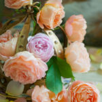 David Austin roses