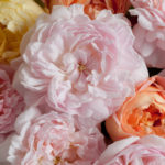 David Austin English Roses