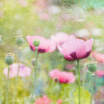 Poppies, Monet's Garden, Giverny