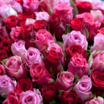 Roses in flower shop, Paris, France