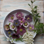 Helleborus