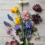 Spring flowers from our garden