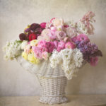 Ranunculus and spring flowers