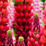 Red and purple garden lupine, Great Dixter, England