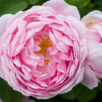 Rosa Constance Spry, David Austin English Rose