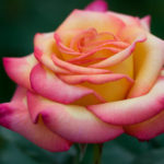 Rosa Dream Come True