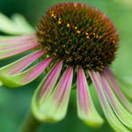 Echinecea purpurea Green Envy