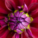 Dahlia 'Freemont's Memory' (Informal Decorative)