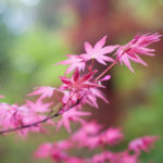 Acer palmatum 'Shindeshojo' in spring