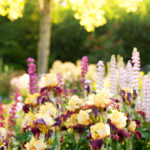 Iris Peking Sky