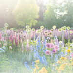 Cottage garden on summer morning with allium, lupine and iris