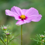 Cosmos