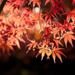 Japanese maple in autumn