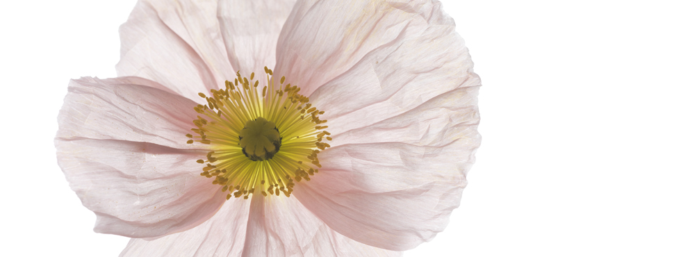 poppy poppy