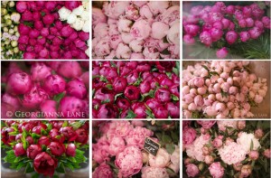 peonypostcard