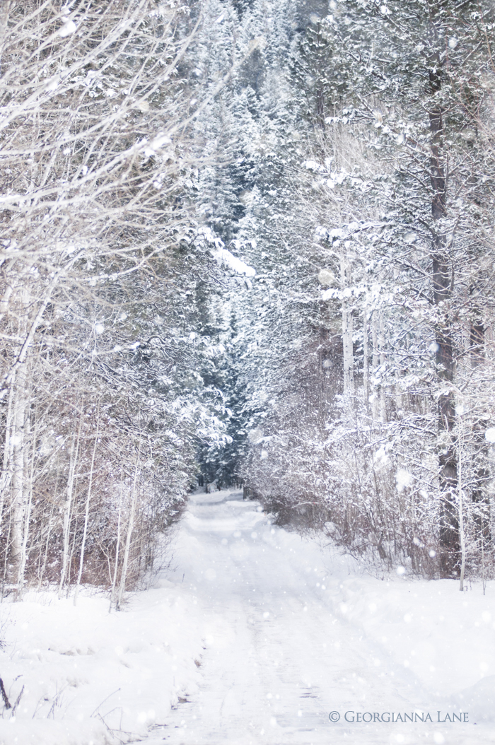 forest in winter