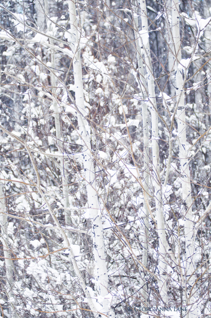 birch trees in snow