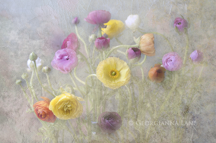 Ranunculus by Georgianna Lane