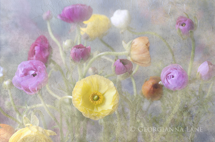 Ranunculus by Georgianna Lane