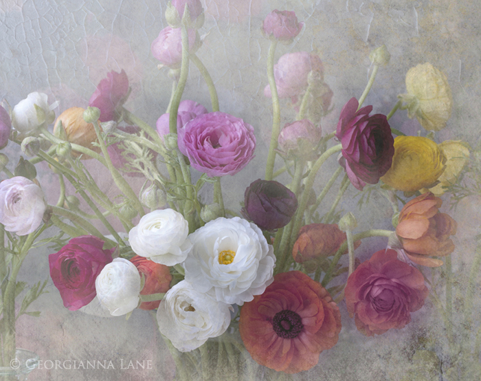 Ranunculus by Georgianna Lane