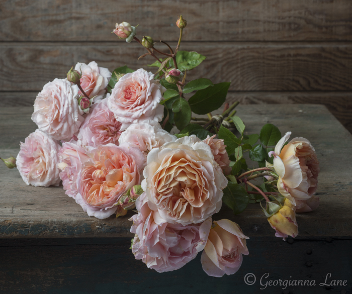 roses on table