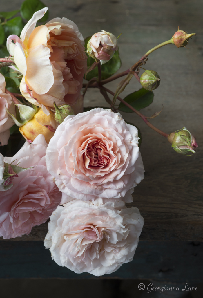 David Austin roses on table