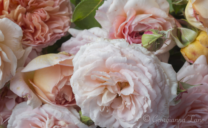 David Austin Roses by Georgianna Lane