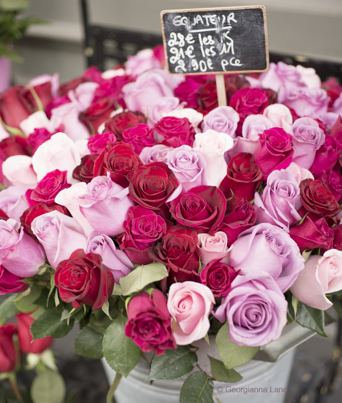Roses in Saint Germain