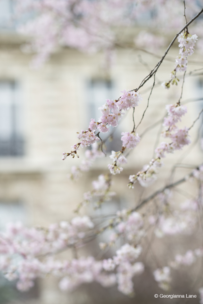 Cherry Blossoms, Parc Monceau. Very surprised to find these today!  