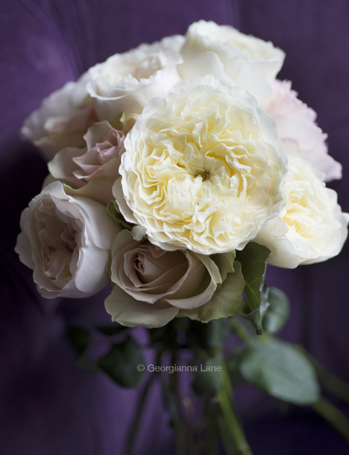 In the morning, continue work on a client photoshoot with ridiculously expensive but gorgeous David Austin English roses and early ranunculus