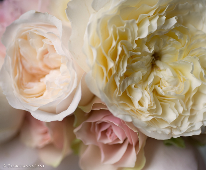 Bouquet of English Roses in Paris by Georgianna Lane