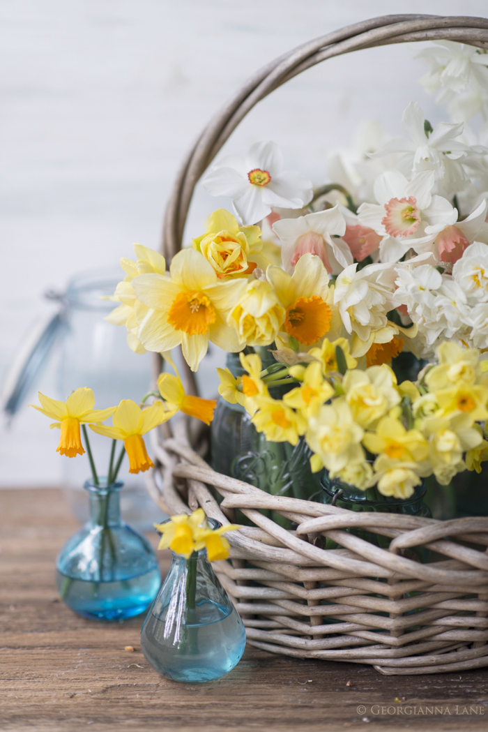 Narcissus in basket by Georgianna Lane