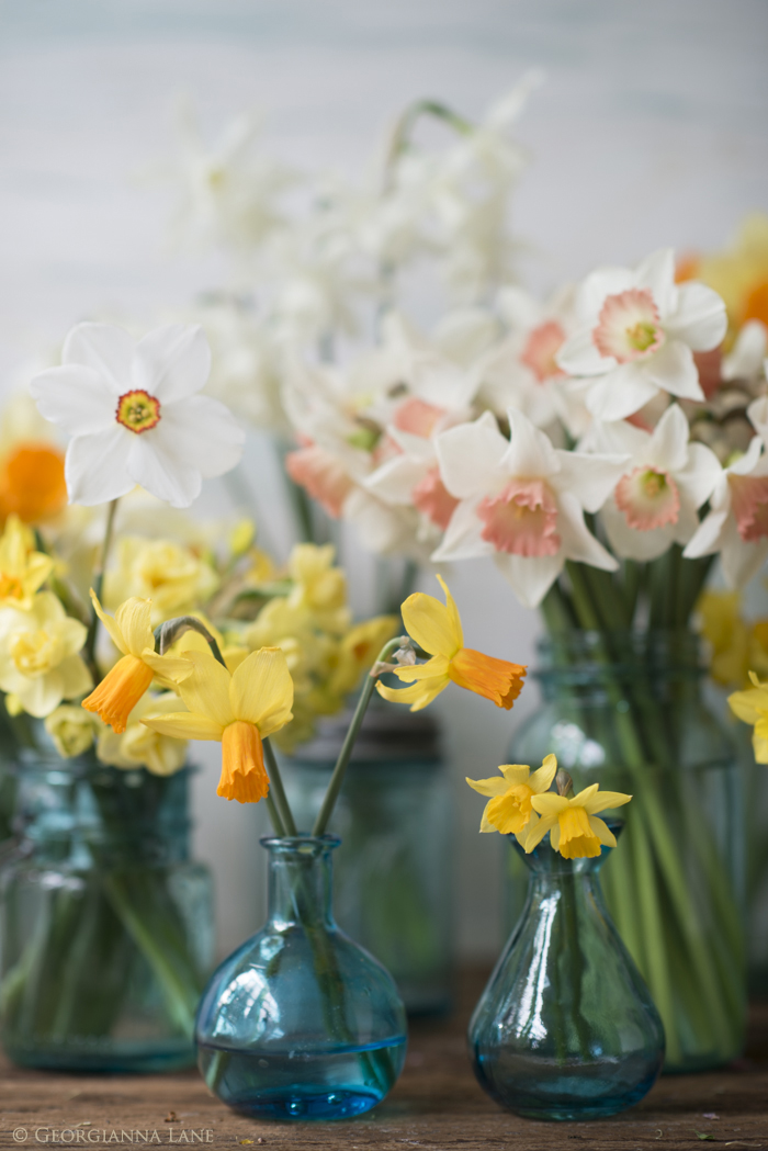 Narcissus in Blue Jars by Georgianna Lane