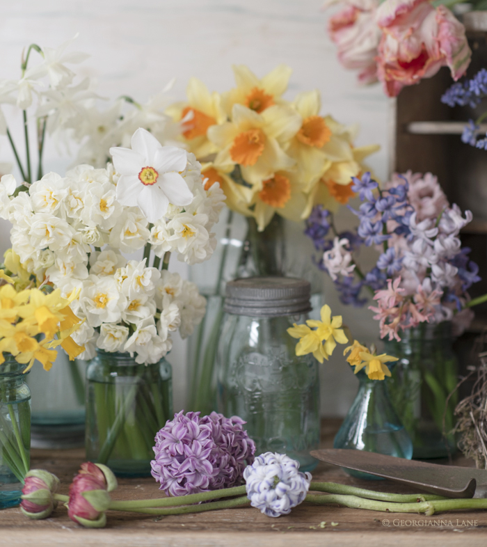 Spring Flowers by Georgianna Lane