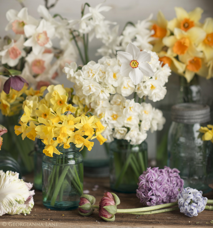 Spring Flowers by Georgianna Lane