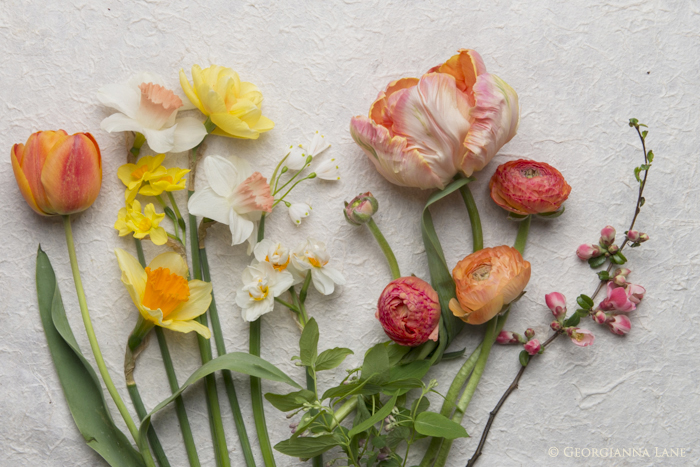 Narcissus, tulip, ranunculus, leucojum, flowering quince and akebia vine