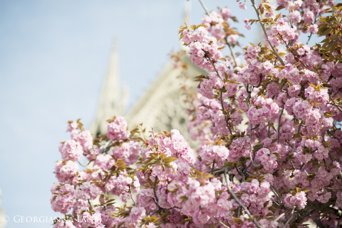 Cherry Blossoms, Paris, by Georgianna Lane