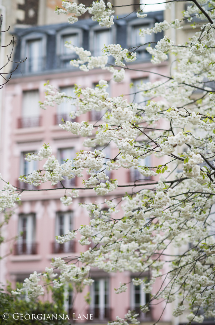 Cherry Blossoms, Paris, by Georgianna Lane