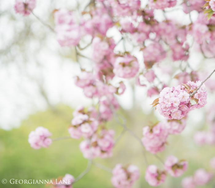 Cherry Blossoms, Paris, by Georgianna Lane