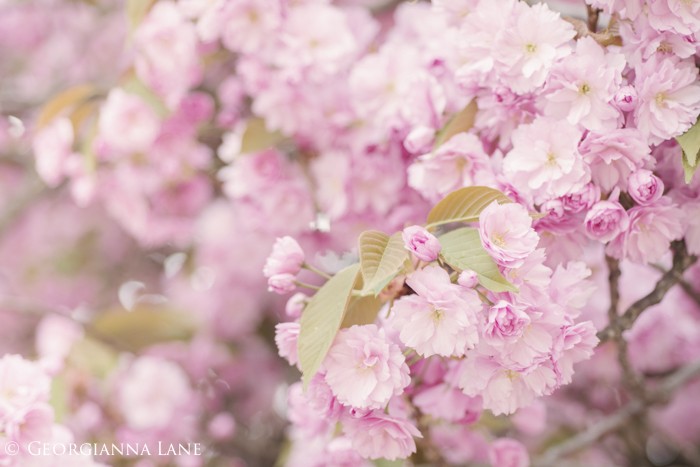 Cherry Blossoms, Paris, by Georgianna Lane