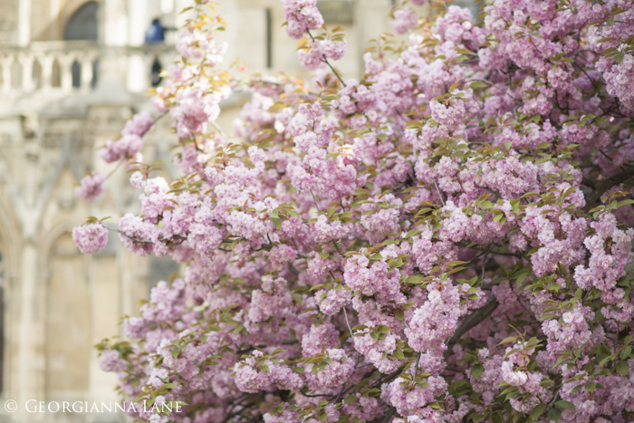 Cherry Blossoms, Paris, by Georgianna Lane