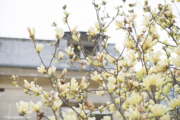 Yellow Magnolia Blossoms, Paris, by Georgianna Lane