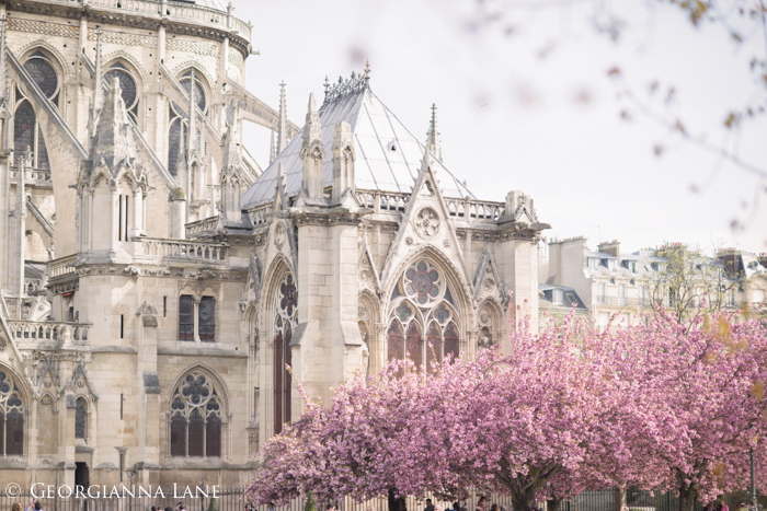 Cherry Blossoms, Paris, by Georgianna Lane