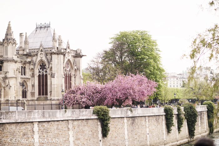 Cherry Blossoms, Paris, by Georgianna Lane