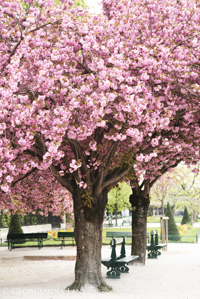 Cherry Blossoms, Paris, by Georgianna Lane